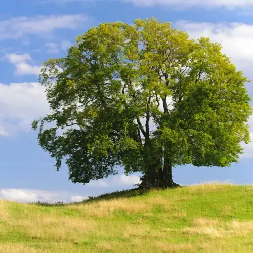 Tree in the middle of the field with a clear sky