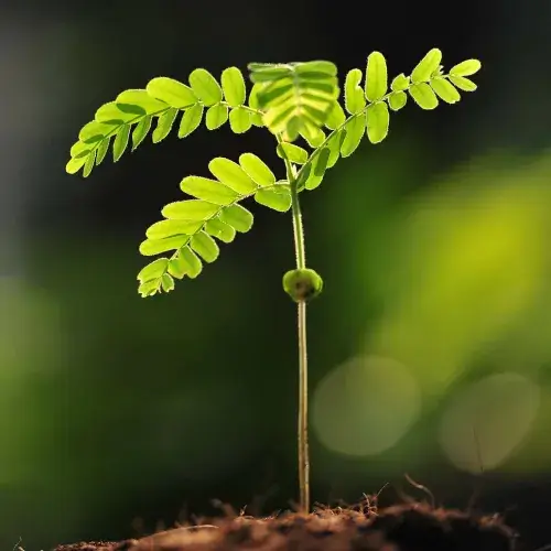 Young plant with few leaves