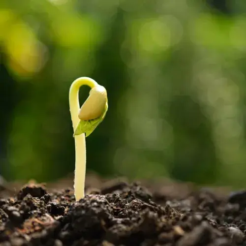 Small plant sprouting from the ground